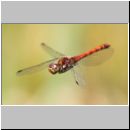 Sympetrum striolatum - Grosse Heidelibelle 01d Maennchen nach der Paarung.jpg